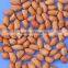 RAW JAVA PEANUT KERNEL