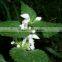 GMP Certified Manufacturer Supply Nettle Extract
