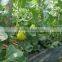 top class liquid organic root fertilizer seaweed fertilizer