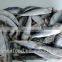 Frozen Sardine Fish