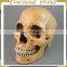 New Arrival Simulation Halloween Decorative Skull FGHS-0005