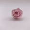 Grade A Size 2-3 cm  Preserved Forever Eternal Rose flower from Kunming Yunnan
