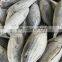 IQF WR frozen skipjack tuna fish cheap price for export import