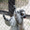 304 Stainless Steel Wire Aviary Rope Zoo Mesh for Zoo Enclosure