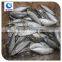 frozen round scad mackerel