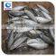 Beihai frozen seafood Grade a big/small eyes scad