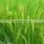 natural brassinolide 0.01%SP for incresasing yield