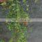 New design artificial fake Vintage rose vine wedding decoration vine