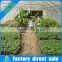 Agricultural greenhouses type and film cover material greenhause tunnel vegetable growing