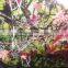 Camo Leaf Pattern Hydrographics Water Transfer Printing PVA Film