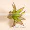wholesale made in china accessory of plant wall plastic maguey