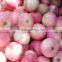 Pome Fruit Product Type and Red Color apple qinguan apples export to India