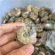 Natural Mini Ammonite Fossil Slices Crystal Stones Ornaments