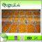 2015 Fresh orange wholesale price