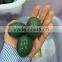 Wholesale Natural Green Aventurine Gemstone Egg for Sale