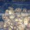 60-80pcs of Shandong Taro 5kg Bag