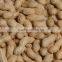 Peanut in Shell 2015 New Crop