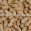 Peanut Kernel Wholesales Price