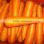 China Fresh Carrots for sale