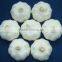 Hot Sale Normal White Fresh Garlic With Good Quality