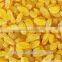 gold raisin with best price and sweet