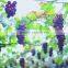 red seedless grape vine trees seedling