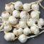 Fresh Ly Son garlic at best price in new crop