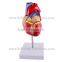 Plastic Heart Model