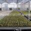 BaoLiDa Low price Polyethylene greenhouse galvanized steel pipe potato greenhouse