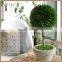 Green preserved boxwood ball with white potted