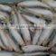 sardine sagax