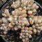 Graptopetalum Pachyphyllum Bluebean Decorative, Plants Echeveria Succulent Plants Tropical Plants