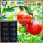 Different Sizes Free Samples Available Colorful Fruit Supermarket Trays Popular in Europe&U. S. Market