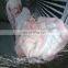 Stainless Steel Cow And Sheep Low Tripe Washer,tripe Cleaning Machine