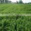 high quality dried/dry Stevia Leaf exporter in china