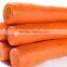 hot sale Fresh Carrot Factory directly supply Grade A