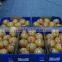 Sweet Honey Pomelo 9-11 pcs to Russia Market