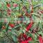 Hybrid F1 Pepper seeds hot pepper seeds for growing-Chcbi
