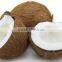 Natural unprocessed coconuts for sale