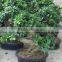 Ficus Microcarpa S Shaped Bonsai