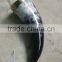 Polished Drinking Horn