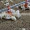 Broiler Automatic Feeding System
