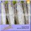 Double Clean High Quality SkinLess and BoneLess Fish