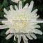 inviting fresh cut chrysanthemum flower fresh cut lotus flowers single white chrysanthemum no intermediate