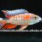 Cichlid fish farm for sale and export