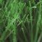 Residential Artificial Grass, MT-Venus