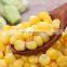 Sinocharm High quality canned sweet corn kernel canned corn