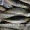 Frozen sardines with whole round