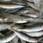 China Exporter Frozen Small eyes Horse mackerel with size 80 - 100 pcs / 10 kg ctn
