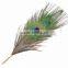 Craft Real Peacock Feather Pen For Handmade Gift